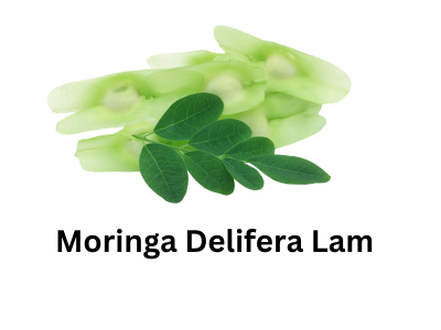 Moringa Delifera Lam